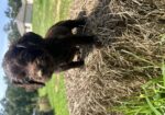 Boykin Spaniel