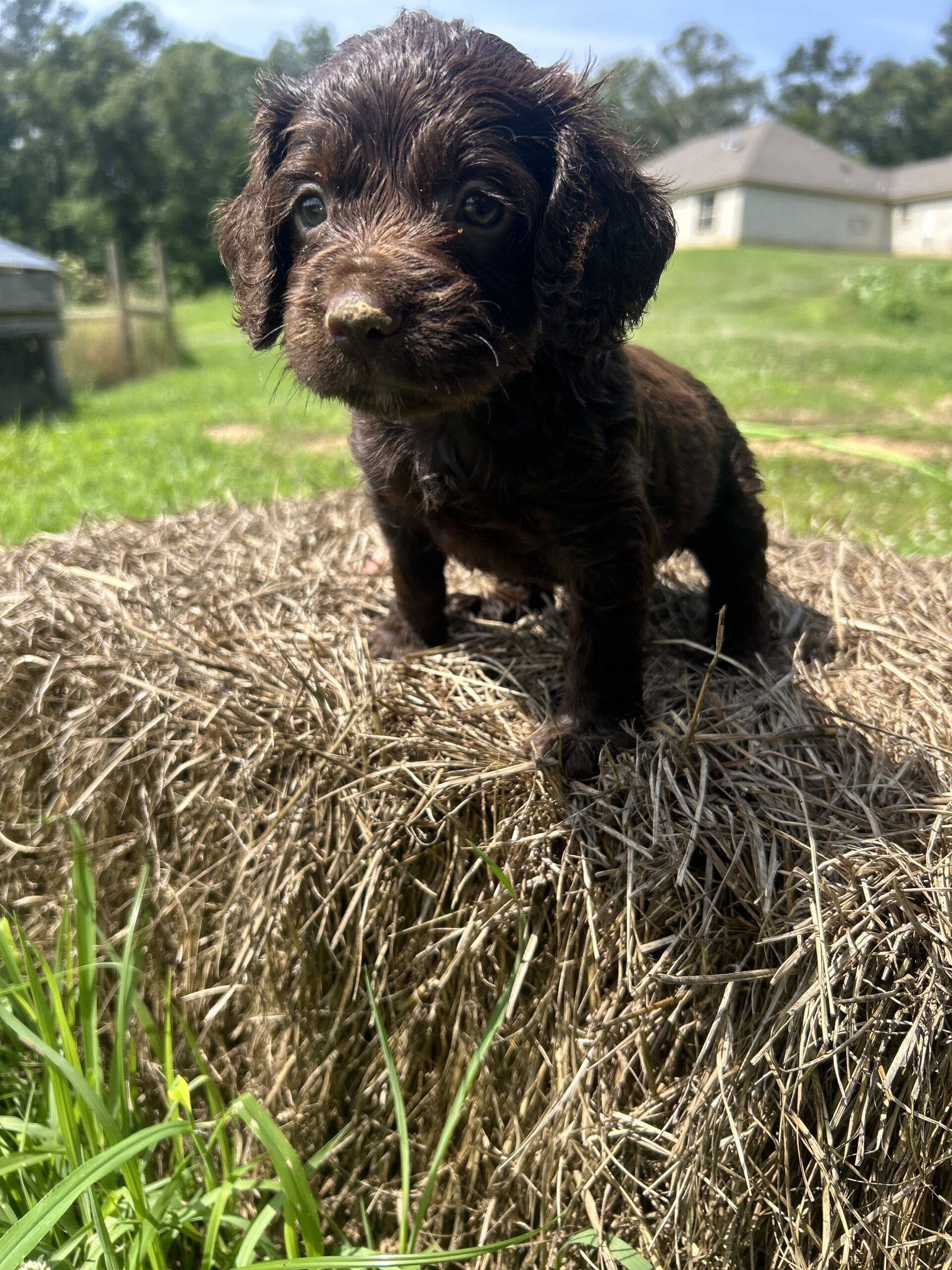 Boykin Spaniel