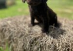 Boykin Spaniel