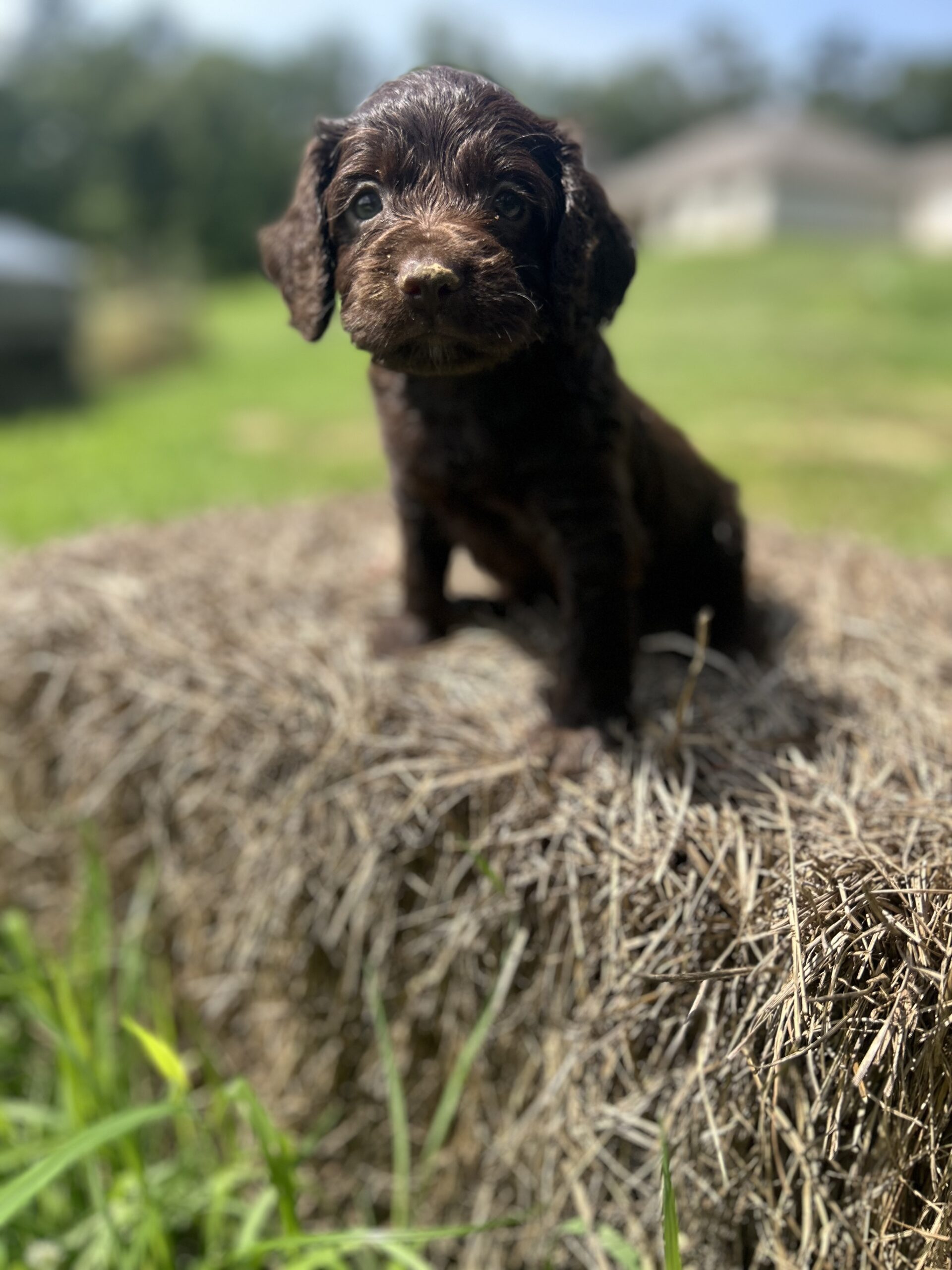 Boykin Spaniel