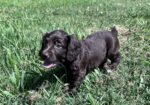 Field Bred English Cocker Spaniels