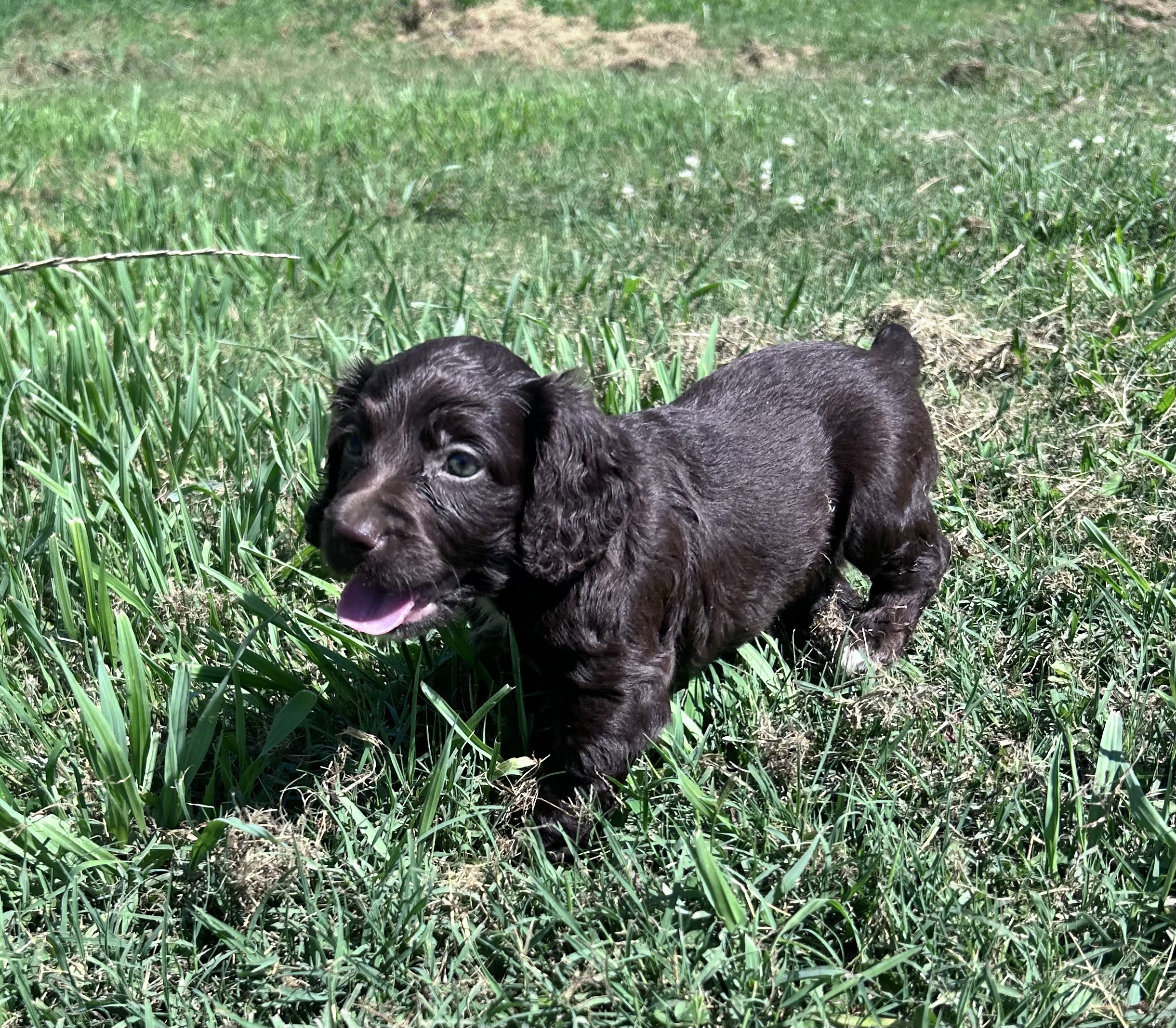 Field Bred English Cocker Spaniels