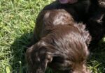 Field Bred English Cocker Spaniels