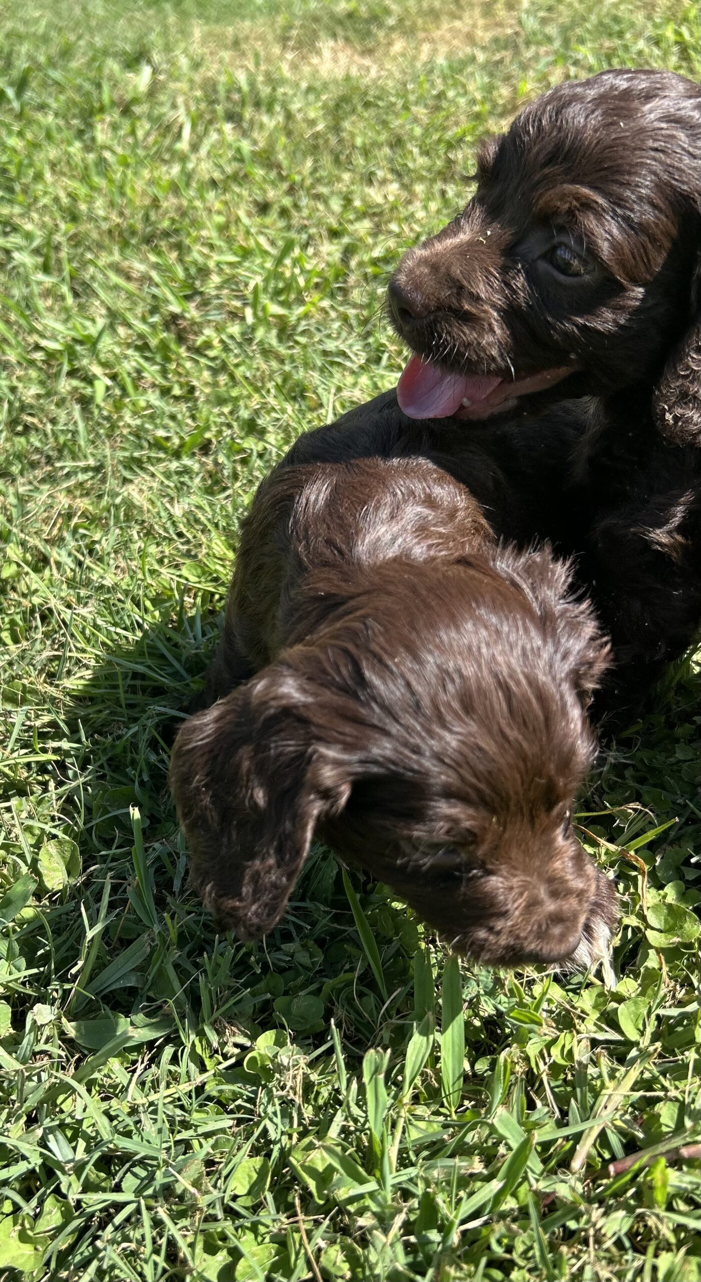Field Bred English Cocker Spaniels