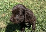 Field Bred English Cocker Spaniels