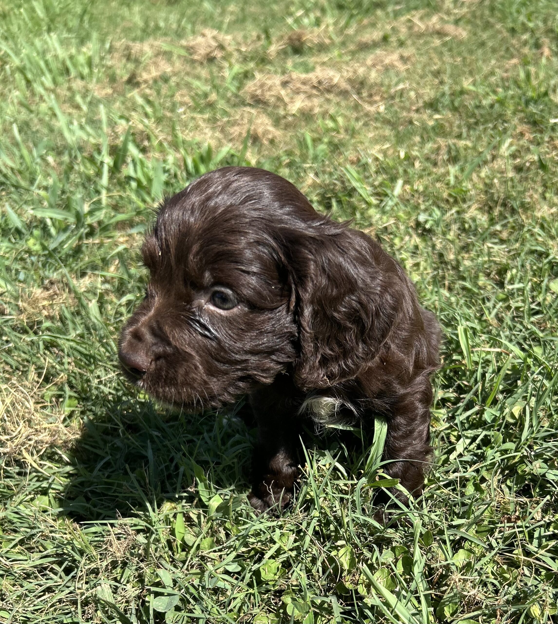 Field Bred English Cocker Spaniels
