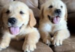 AKC GOLDEN RETRIEVER PUPPIES