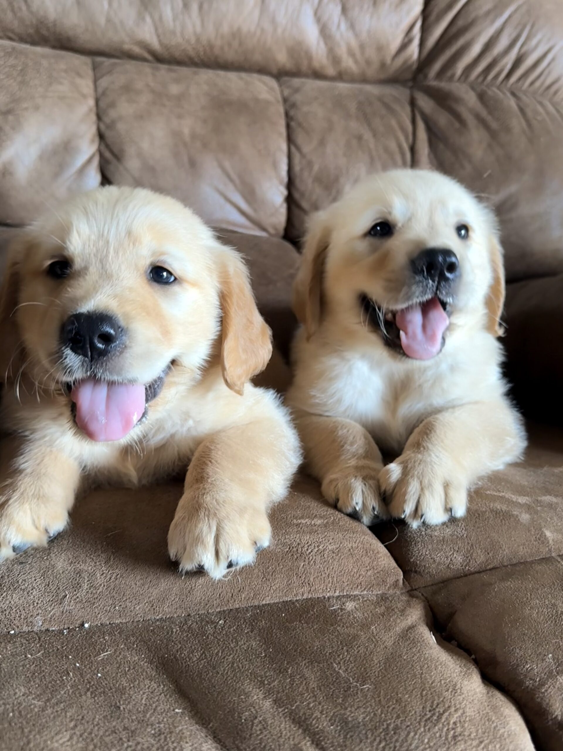 AKC GOLDEN RETRIEVER PUPPIES