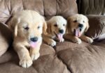 AKC GOLDEN RETRIEVER PUPPIES