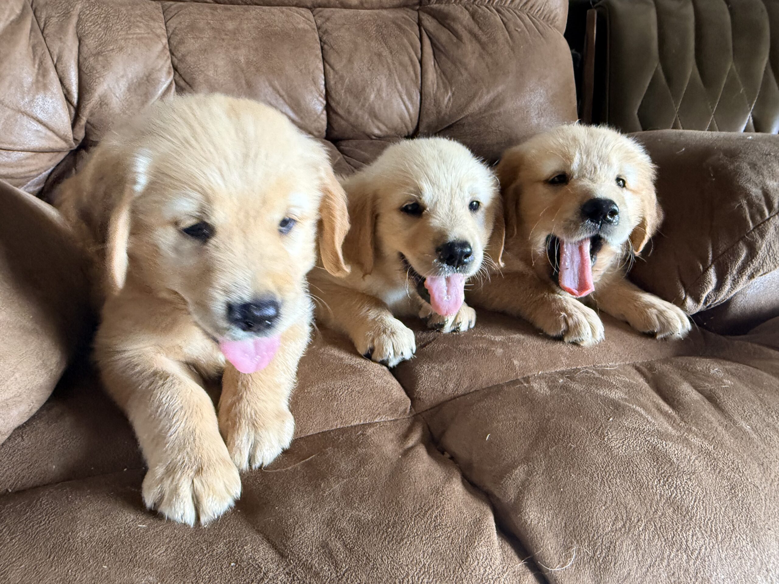 AKC GOLDEN RETRIEVER PUPPIES