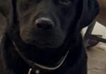 AKC, UKC, CKC, registered Labrador
