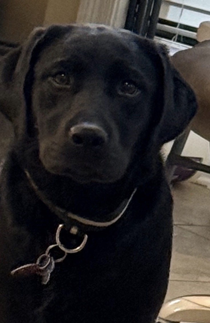 AKC, UKC, CKC, registered Labrador