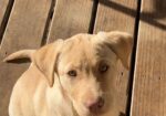 Beautiful Girl, ready to train and very smart fixed and microchipped