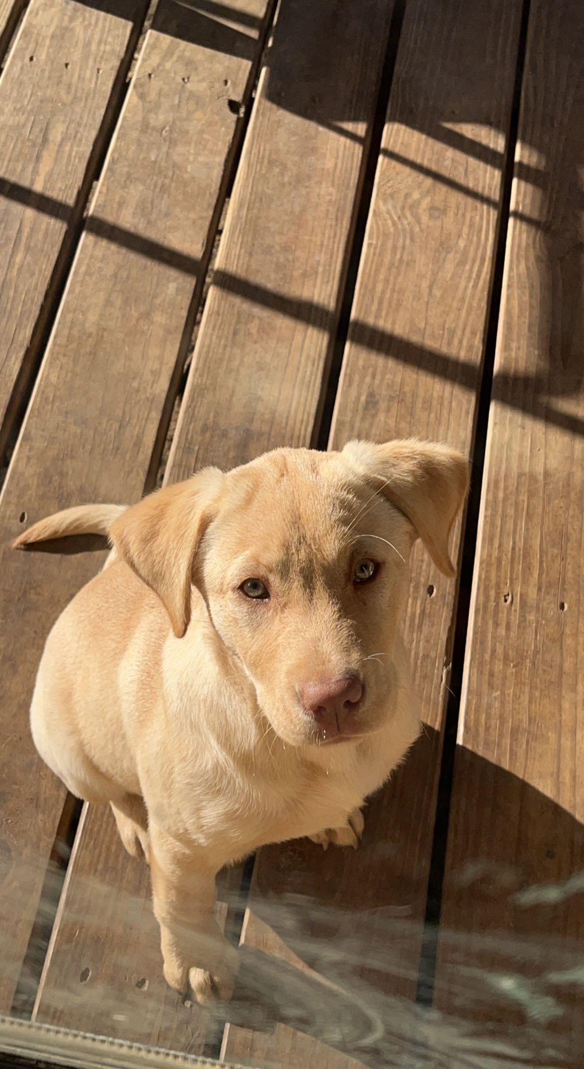 Beautiful Girl, ready to train and very smart fixed and microchipped