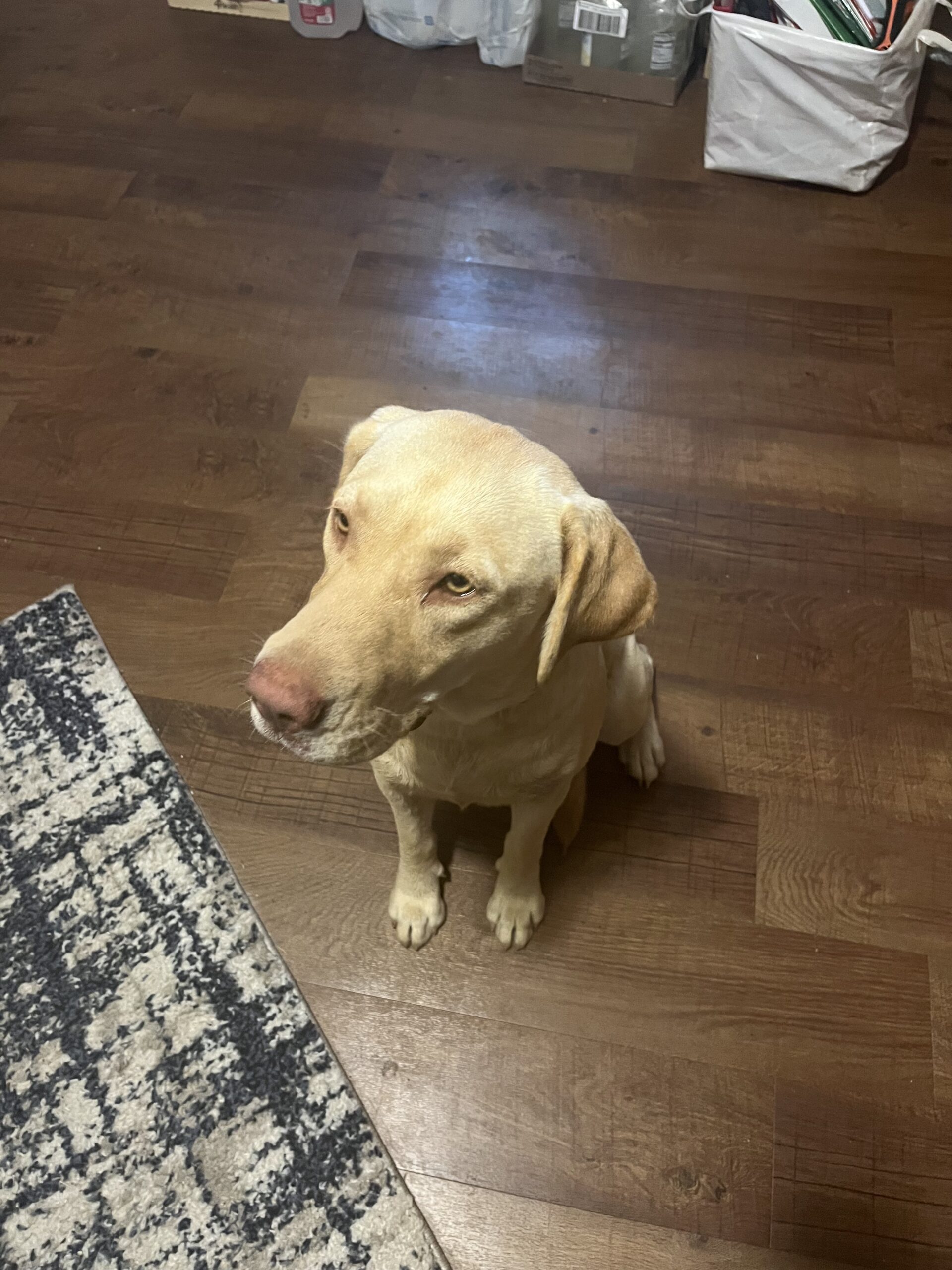 Beautiful Girl, ready to train and very smart fixed and microchipped