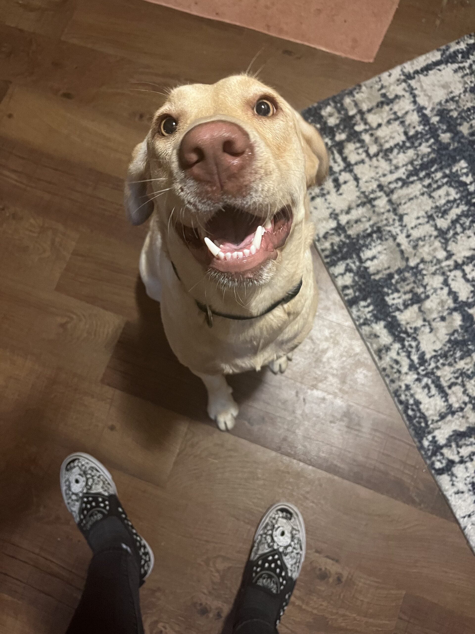 Beautiful Girl, ready to train and very smart fixed and microchipped