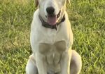 AKC Yellow Lab