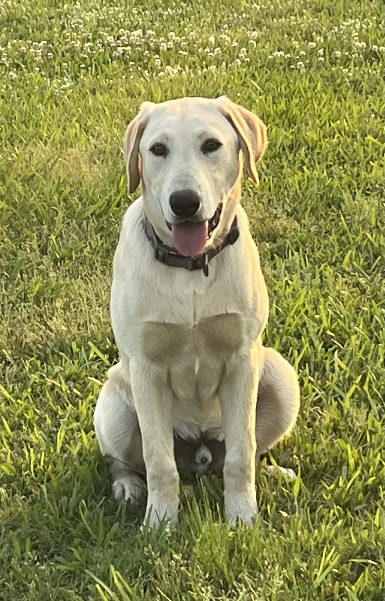 AKC Yellow Lab