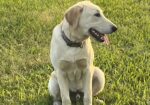 AKC Yellow Lab