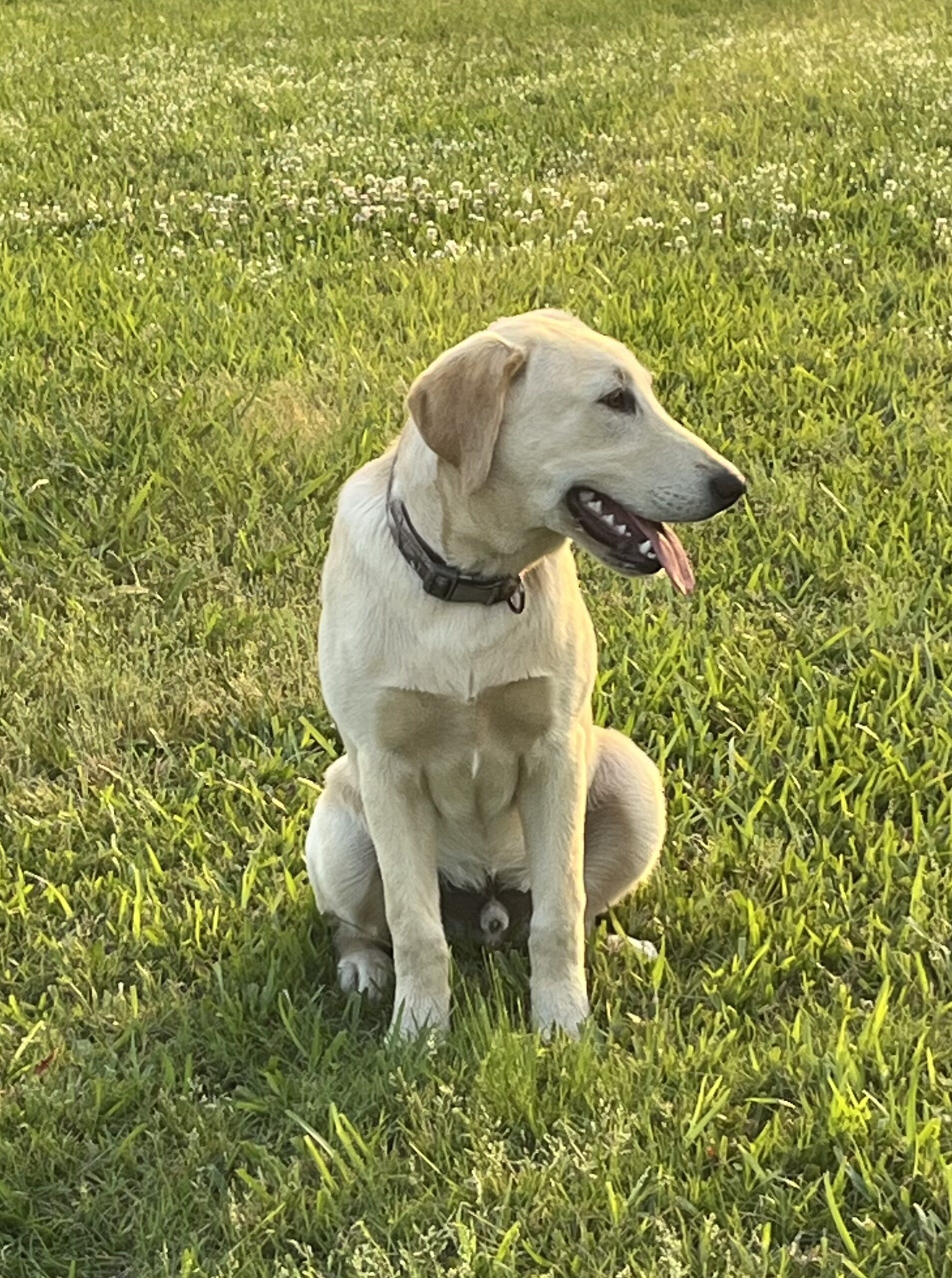 AKC Yellow Lab