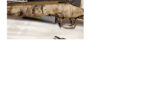 New In Box Ruger American Predator 6.5 Creedmoor with Athlon Scope