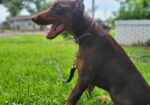 AKC DOBERMAN PINCHER