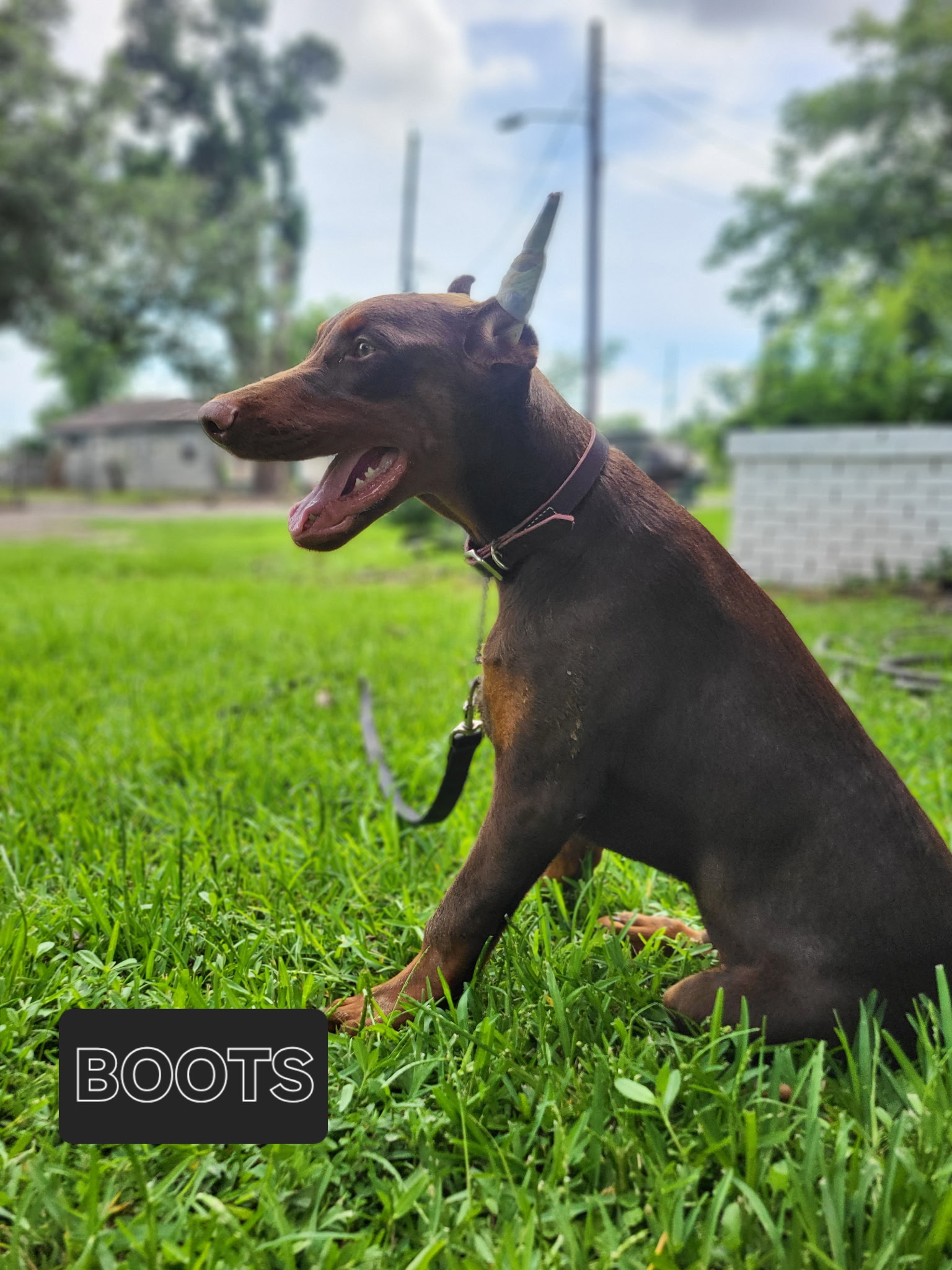 AKC DOBERMAN PINCHER