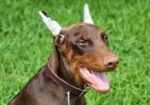 AKC DOBERMAN PINCHER