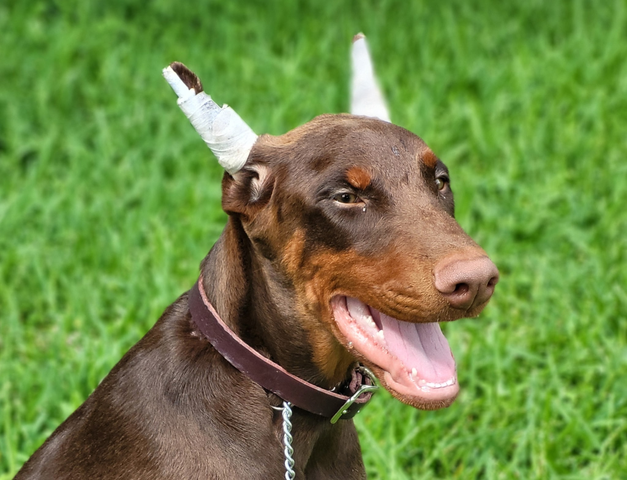 AKC DOBERMAN PINCHER