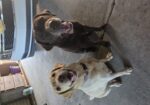 CKC lab pups