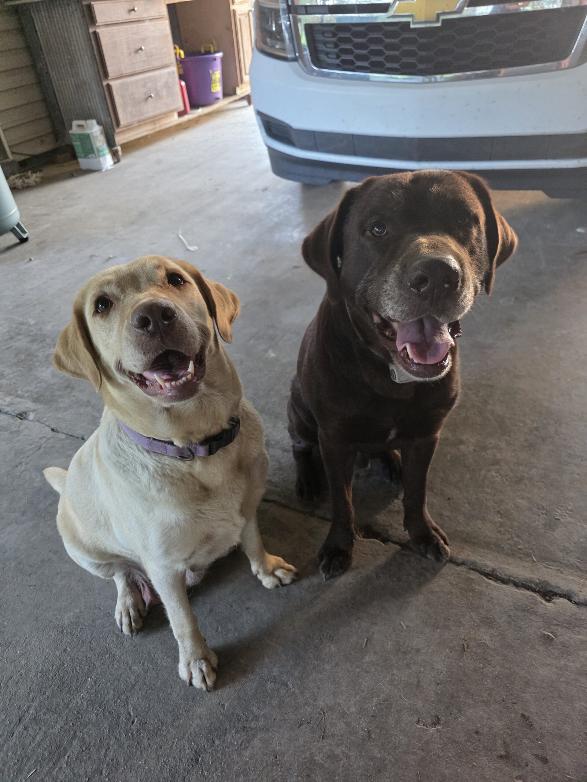 CKC lab pups