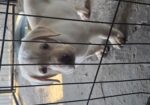 CKC lab pups