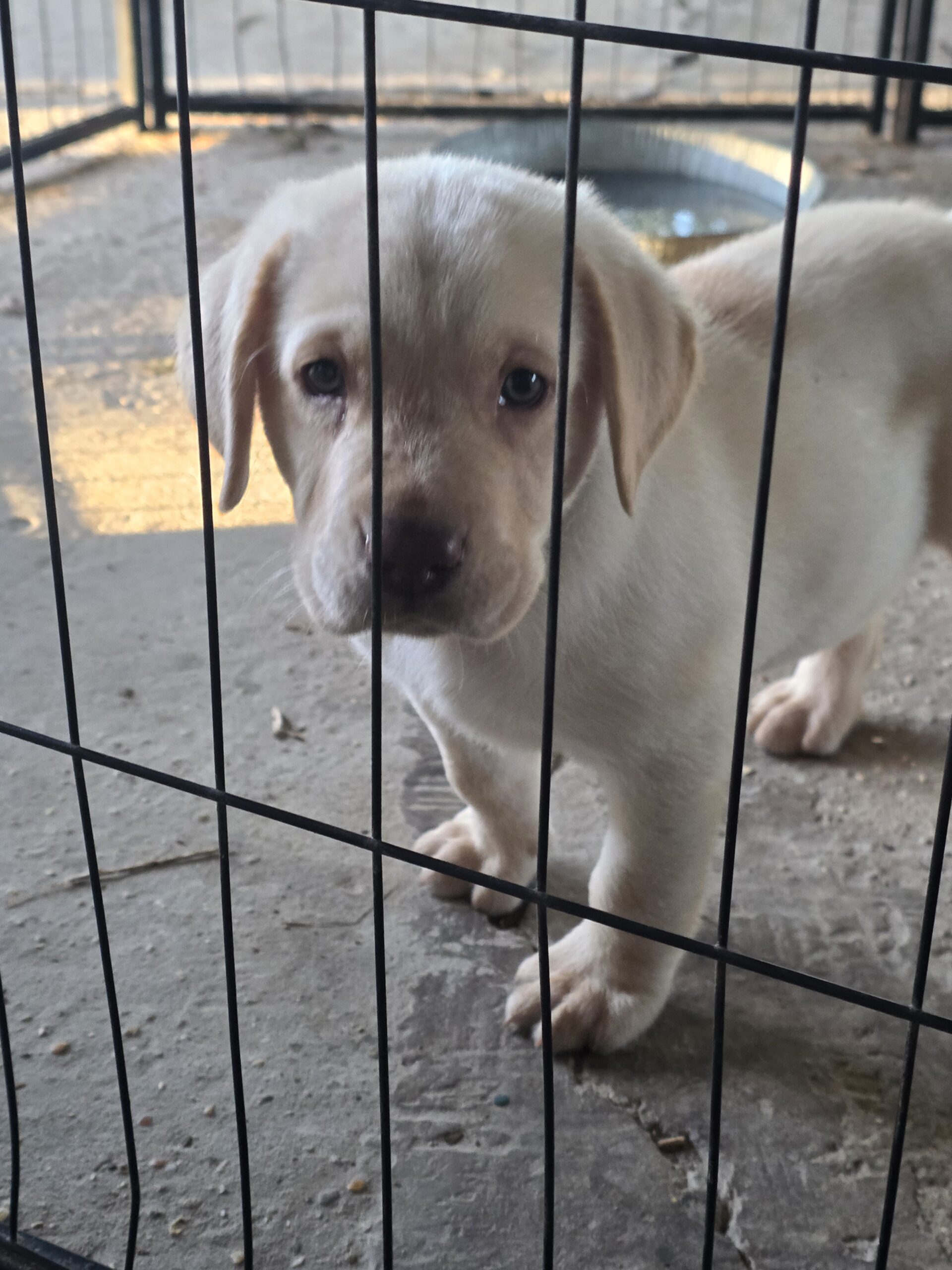 CKC lab pups