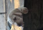 CKC lab pups