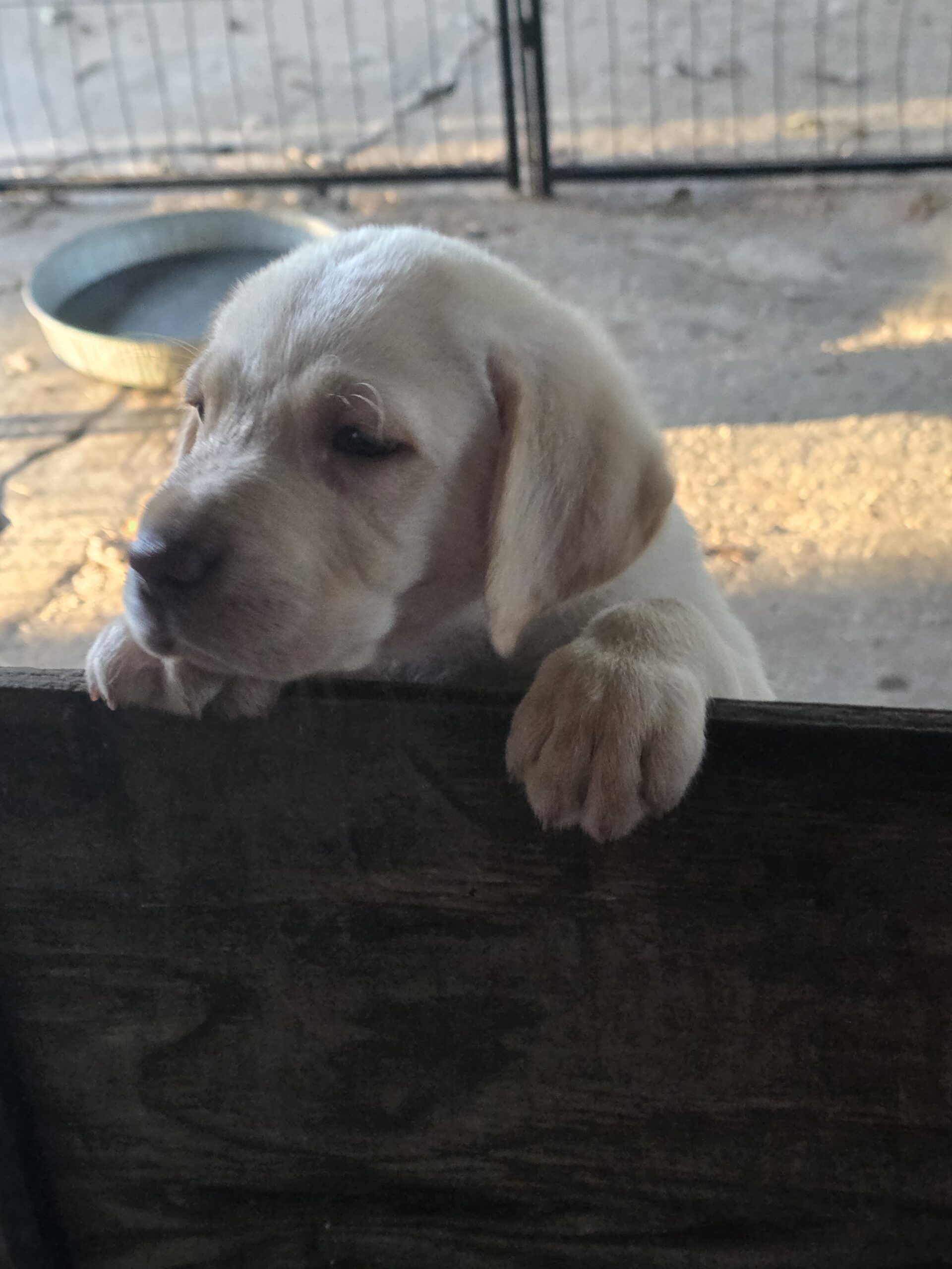 CKC lab pups