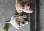 CKC lab pups