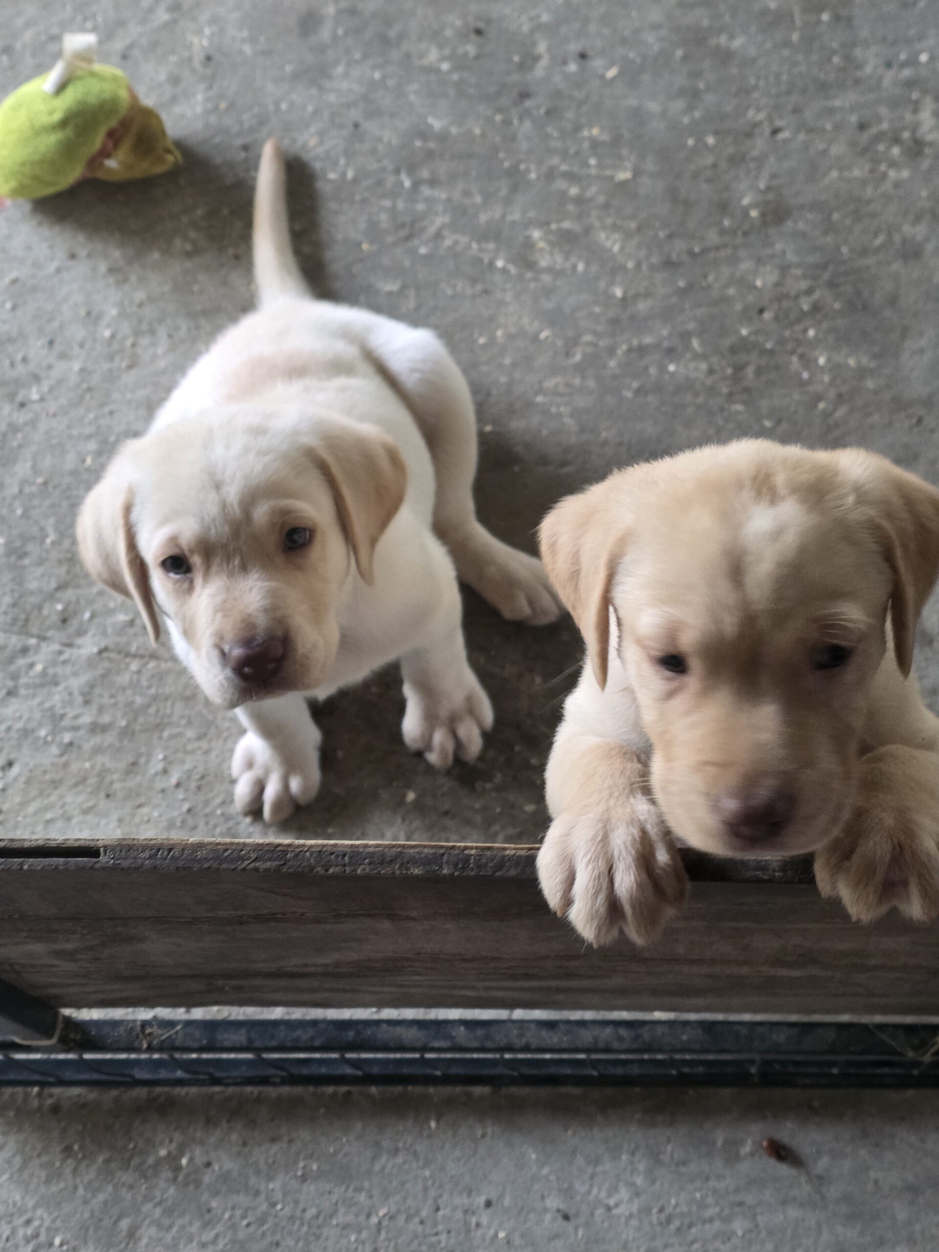 CKC lab pups
