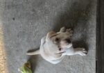 CKC lab pups