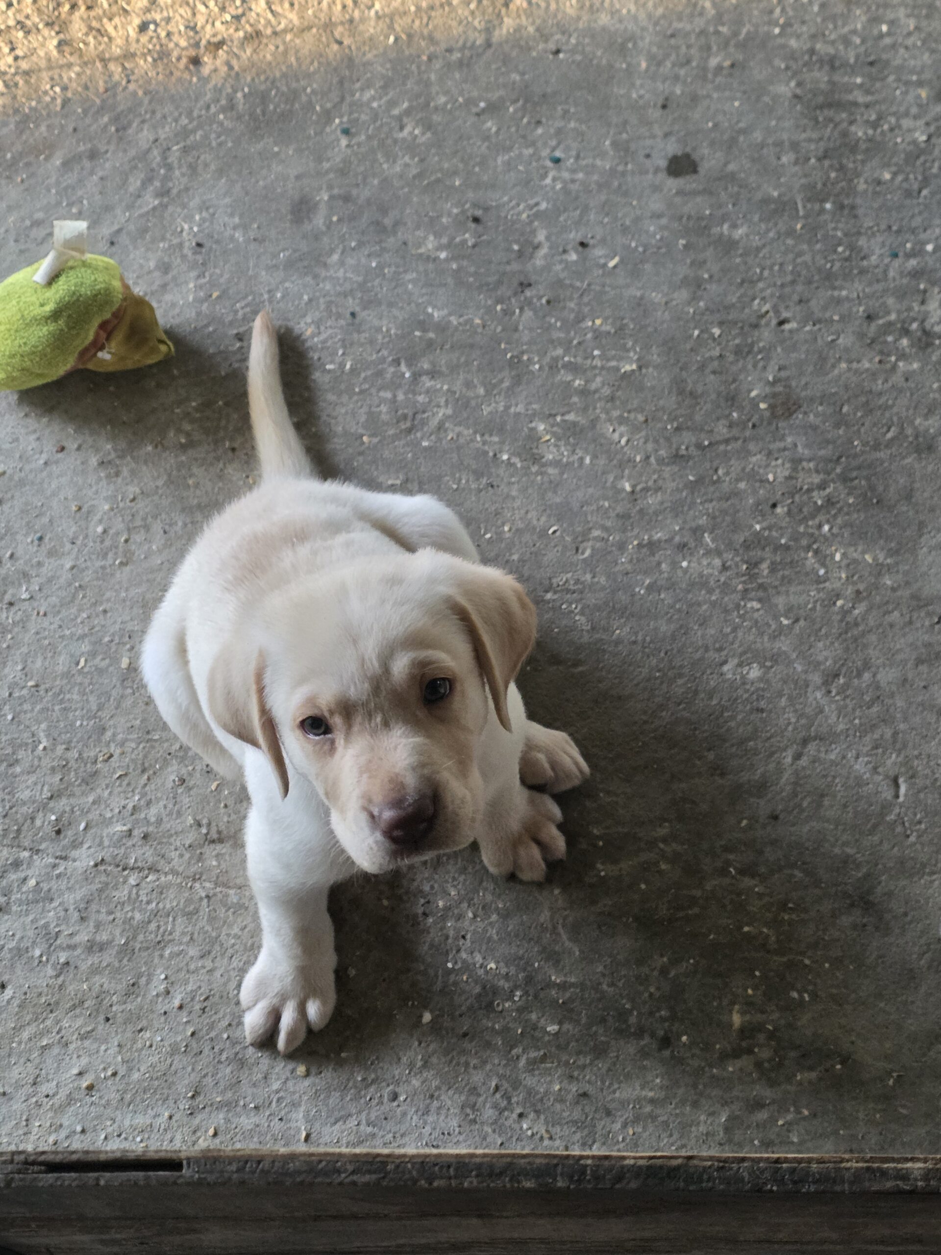 CKC lab pups