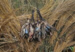 Duck & Goose Hunting Memberships Available | Welsh • Thornwell • Pecan Island