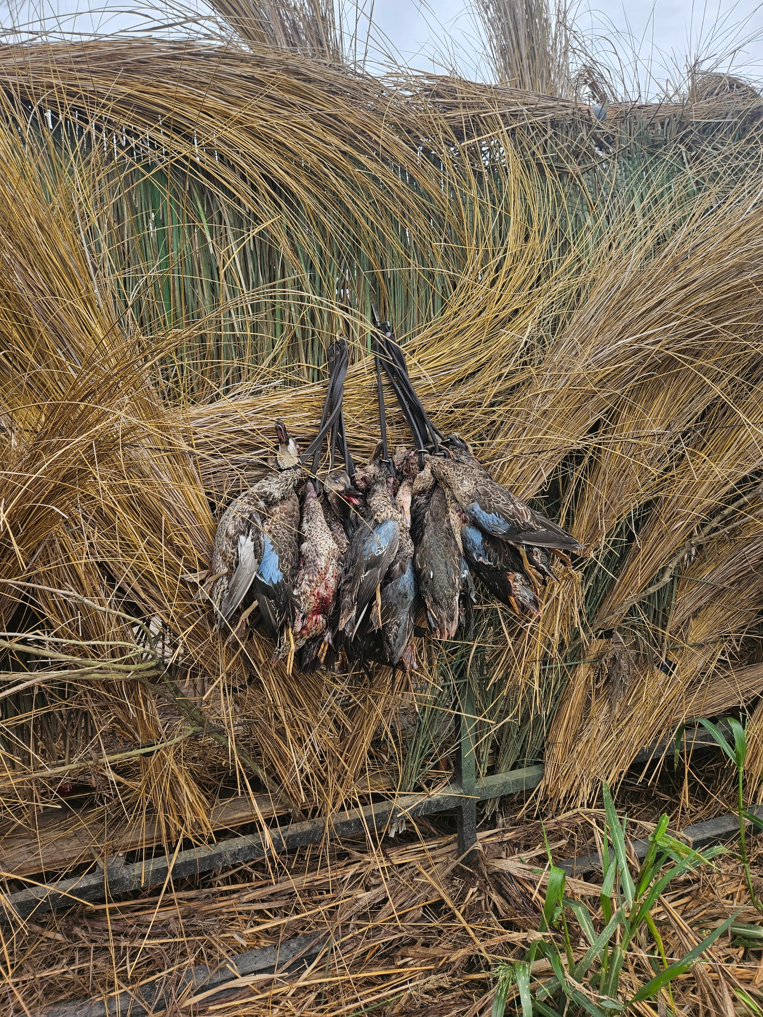 Duck & Goose Hunting Memberships Available | Welsh • Thornwell • Pecan Island