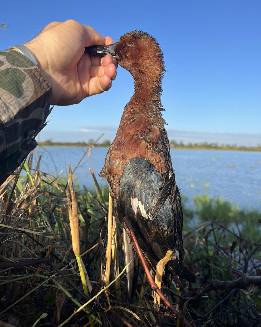 Southern Duckmen Duck/Goose Club Membership Available