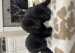 AKC Black Labrador Retriever