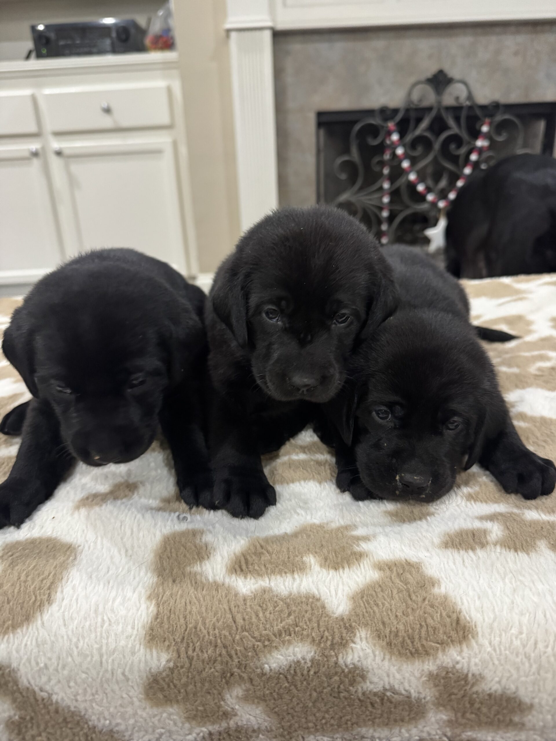 AKC Black Labrador Retriever