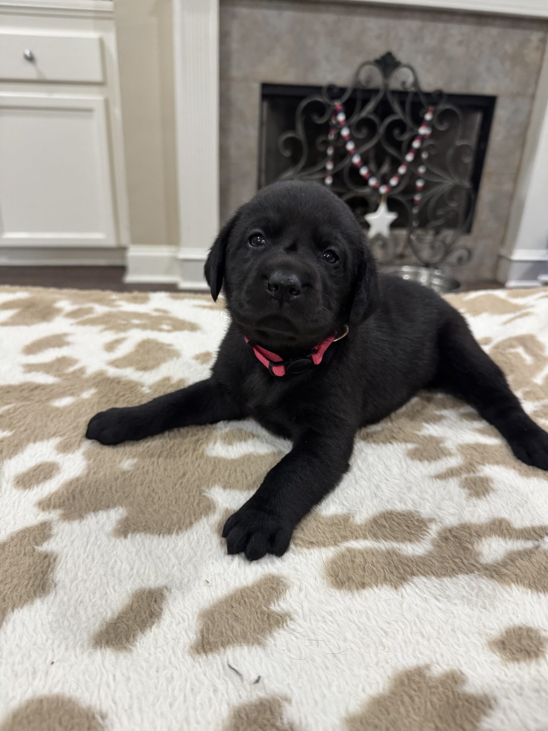 AKC Black Labrador Retriever