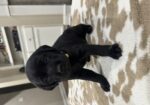 AKC Black Labrador Retriever