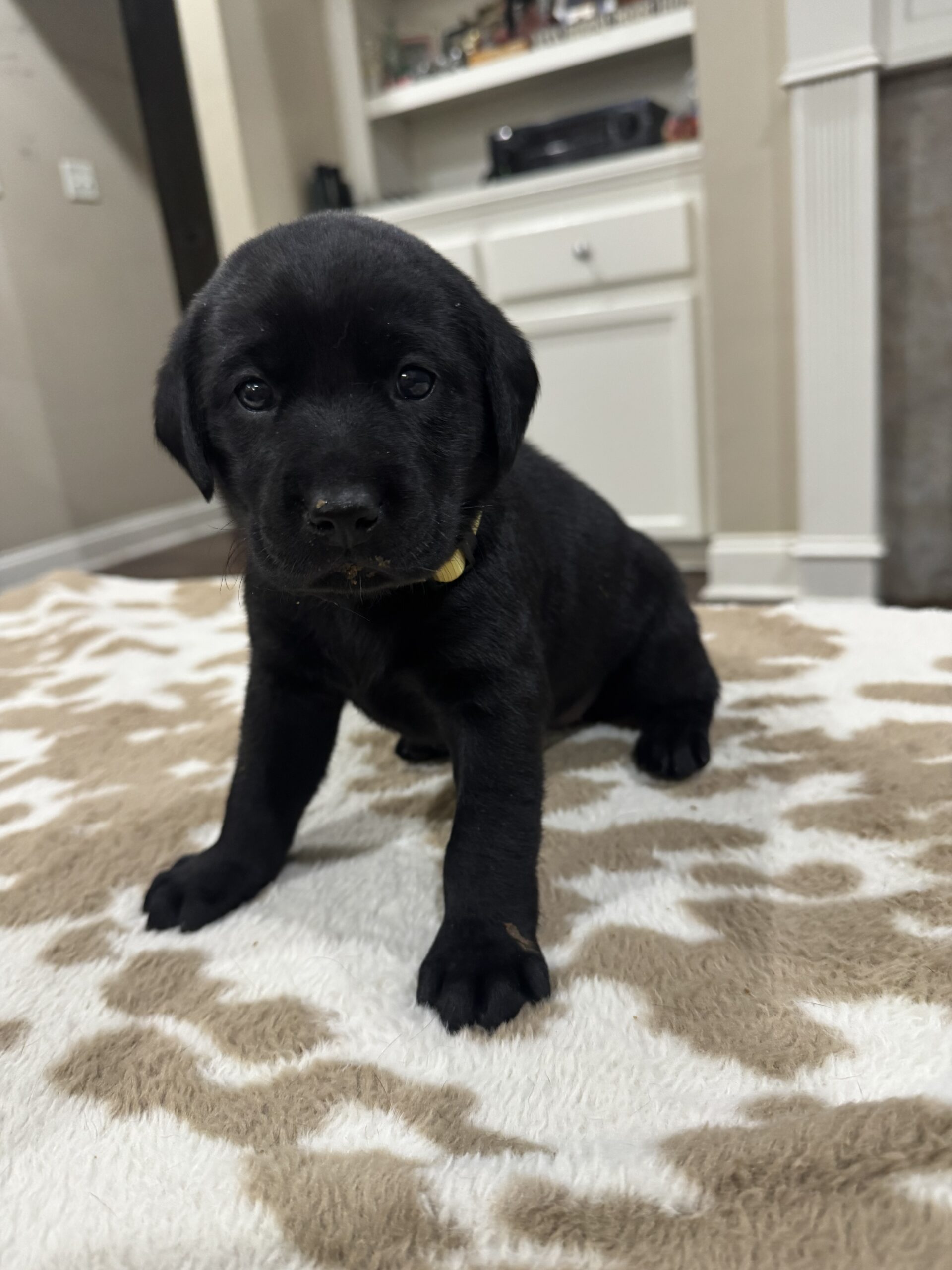 AKC Black Labrador Retriever