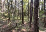 Homochitto Valley Cabin Site