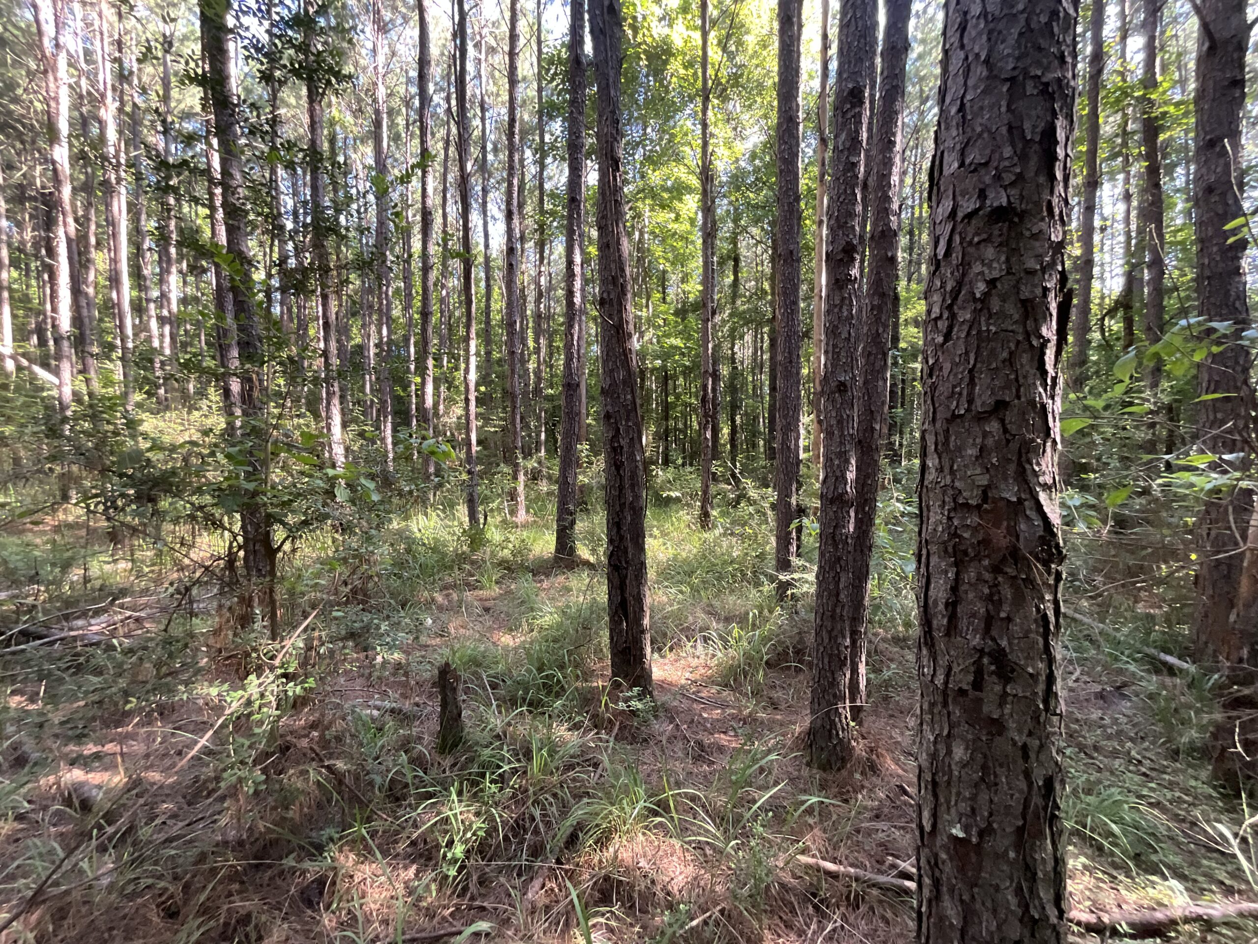 Homochitto Valley Cabin Site