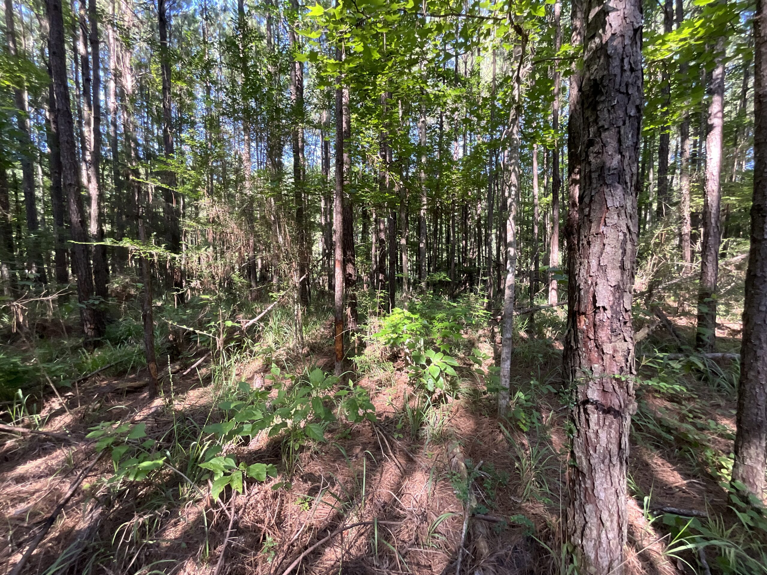 Homochitto Valley Cabin Site